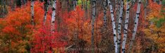 the trees are changing colors in the forest