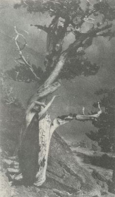 an old black and white photo of a woman standing next to a tree on top of a hill