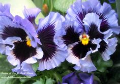 purple and white flowers with green leaves in the background