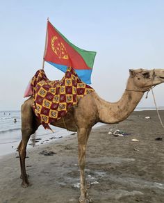 a camel is standing on the beach with a flag