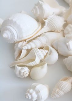 sea shells are scattered on a white surface