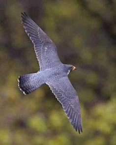 a bird that is flying through the air