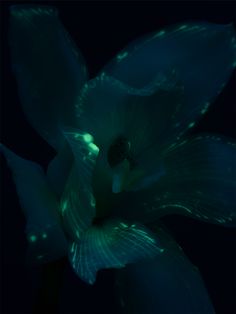 a blue flower that is glowing in the dark