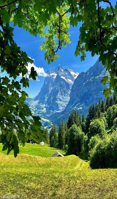 the mountains are covered in snow and green grass, as seen through some trees on a sunny day