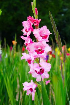 pink flowers are blooming in the garden