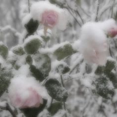 some pink flowers are covered in snow