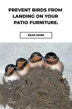 four birds sitting on top of a pile of dirt with the words prevent birds from landing on your patio furniture read more