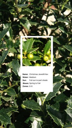 a close up of a plant with leaves and berries