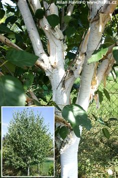 a tree with white bark and green leaves