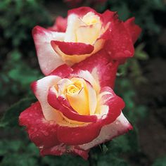 two red and white roses with water droplets on them