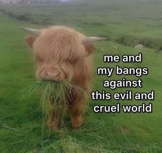 a yak eating grass in a field with the caption me and my bangs against this evil and cruel world