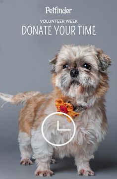 a small brown and white dog wearing a bow tie with the words volunteer week donate your time