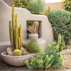 an outdoor garden with cactus and succulents