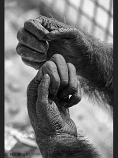 a close up of a monkey holding something in his hand