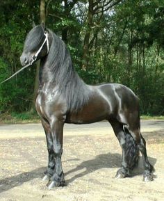 a black horse standing on top of a dirt field next to trees and bushes in the background