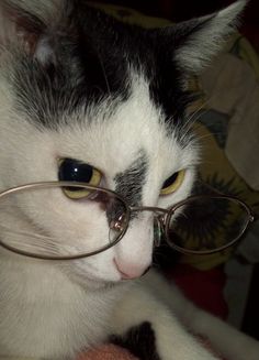 a black and white cat with glasses on its face