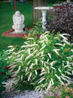 some white flowers and bushes in a garden