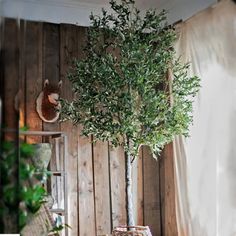 an olive tree in a pot on a table next to a basket and other items