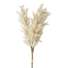 NEW for 2024Pampas grass is a great way to add a touch of drama to your home decor! You can use it for the holidays or for every day decorating! They are great to throw in a vase on your table or guest nightstand, or add a few to your Christmas tree or Halloween display! Made by Raz Imports. Made of foam. Dimensions: 34" long. Item #: F4212954 Disney Christmas Village, Christmas Tree Theme, Scented Ornaments, Christmas Ornament Storage, Starburst Light, Christmas Tree Storage, Raz Imports, Old World Christmas Ornaments, Family Ornaments