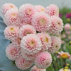 pink flowers are being held by someone's arm