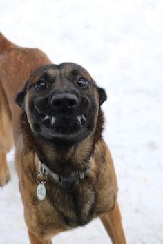 a brown dog standing in the snow looking up