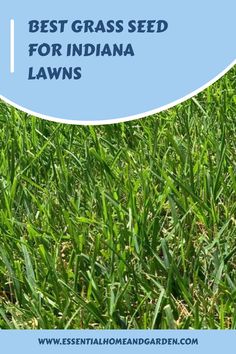 Best Grass Seed For Indiana Lawns Best Grass Seed, Fescue Lawn, Tall Fescue, Perennial Grasses, Lawn Care Tips, Southern Indiana, Grass Type, Herbaceous Border, Healthy Lawn