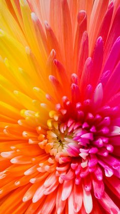 an orange and pink flower with water droplets on it