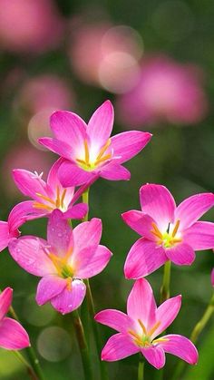 pink flowers are blooming in the green grass with blurry boket behind them