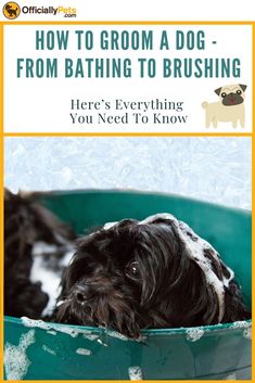 a black and white dog in a green tub with the title how to groom a dog from bathing to brushing here's everything you need to know