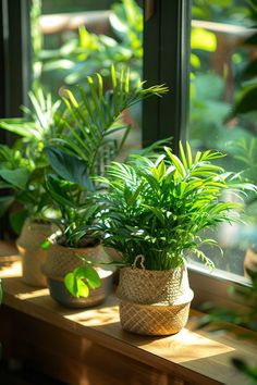 three potted plants sit on a window sill in front of a sunny window