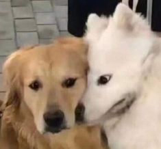 two dogs that are sitting next to each other