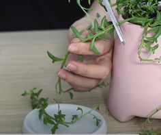 a person is holding plants in a pink vase and cutting them into small pieces with scissors