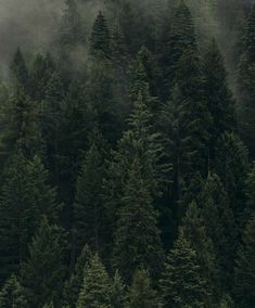 the forest is covered in fog and low lying clouds, with trees on either side