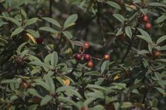 berries are growing on the branches of an apple tree