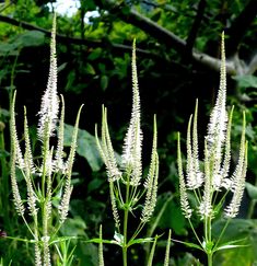 some very pretty white flowers in front of some green plants and trees with lots of leaves