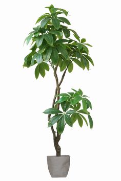 a potted plant with green leaves in it on a white background, isolated against a white backdrop