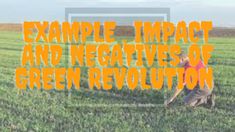 a dog in a field with the words example impact and negatives of green revolution