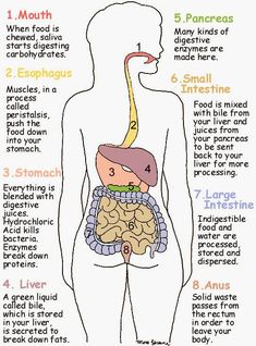 the human body and its organ systems, including livers, pancreas, esophagus, stomach