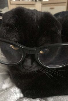 a black cat wearing glasses on top of a bed