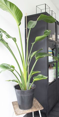 a houseplant in a black pot on a table next to a bookcase