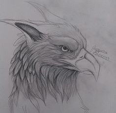 a pencil drawing of an eagle's head