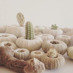 a group of small cactus plants sitting next to each other on top of a table