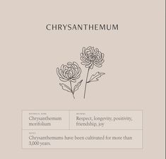 the chrysanthemum flower is shown in black and white on a beige background