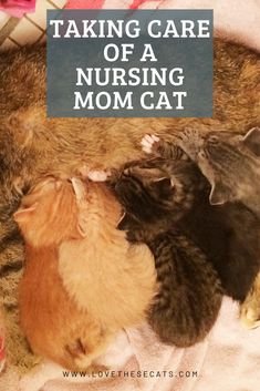 three kittens are huddled together in a pile with the caption taking care of a nursing mom cat