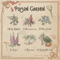 Water Of Whimsy, Poison Garden, Whimsy Art, Magia Das Ervas, Green Witchcraft, Witch Garden, Magical Herbs, Witchcraft Spell Books, Hedge Witch