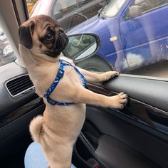 a small pug dog sitting on the dashboard of a car with its paws out