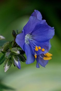 a blue flower with yellow stamens and green leaves