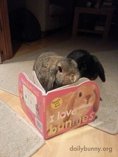 two rabbits are sitting in a book on the floor