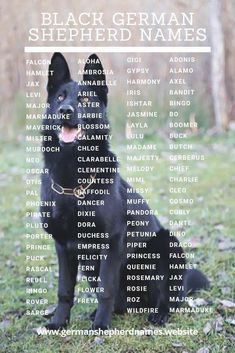 a black german shepherd dog sitting in the grass with his name on it's back