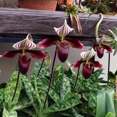 some red and white flowers are in a pot